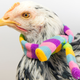 Illustration for article titled Last Call: What could be better than cocktails and fancy chickens?